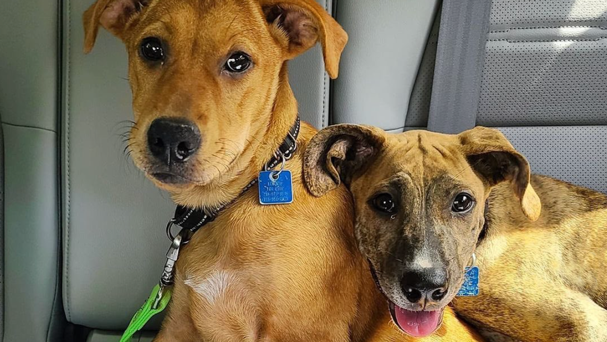 Sister Act! These Adorable Siblings Are Ready to Be Your Lifetime Companions