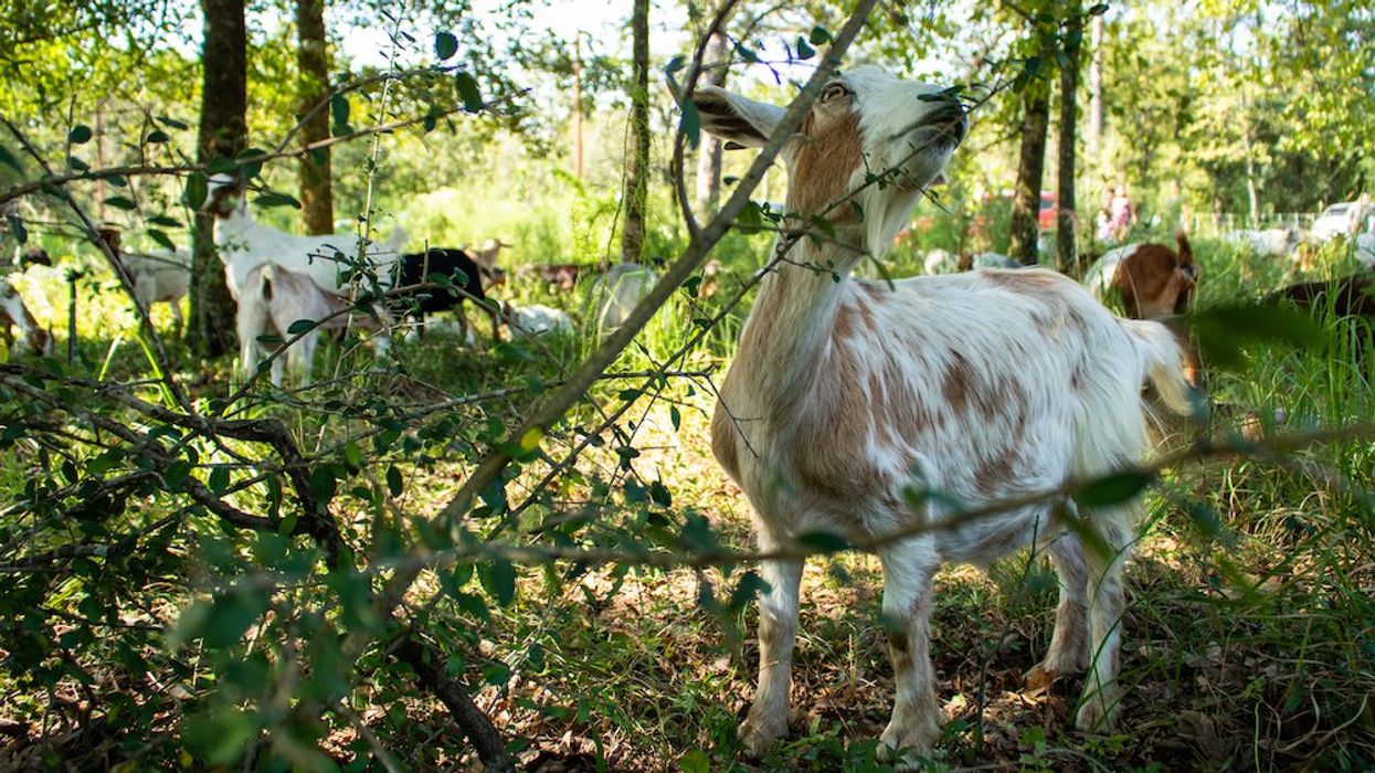 Hungry, Super Cute Goats Return to ‘Mow’ Houston Arboretum Meadow