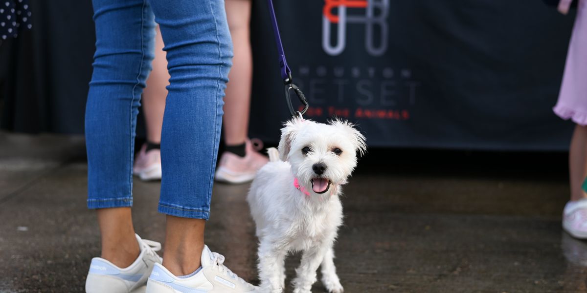 In the Wake of Beryl, Houston Animal Rescue Teams Up with Groups from ...