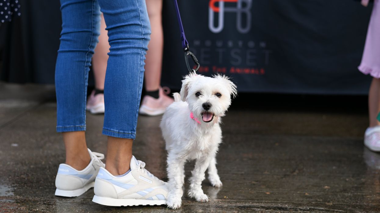 In the Wake of Beryl, Houston Animal Rescue Teams Up with Groups from Across the Country