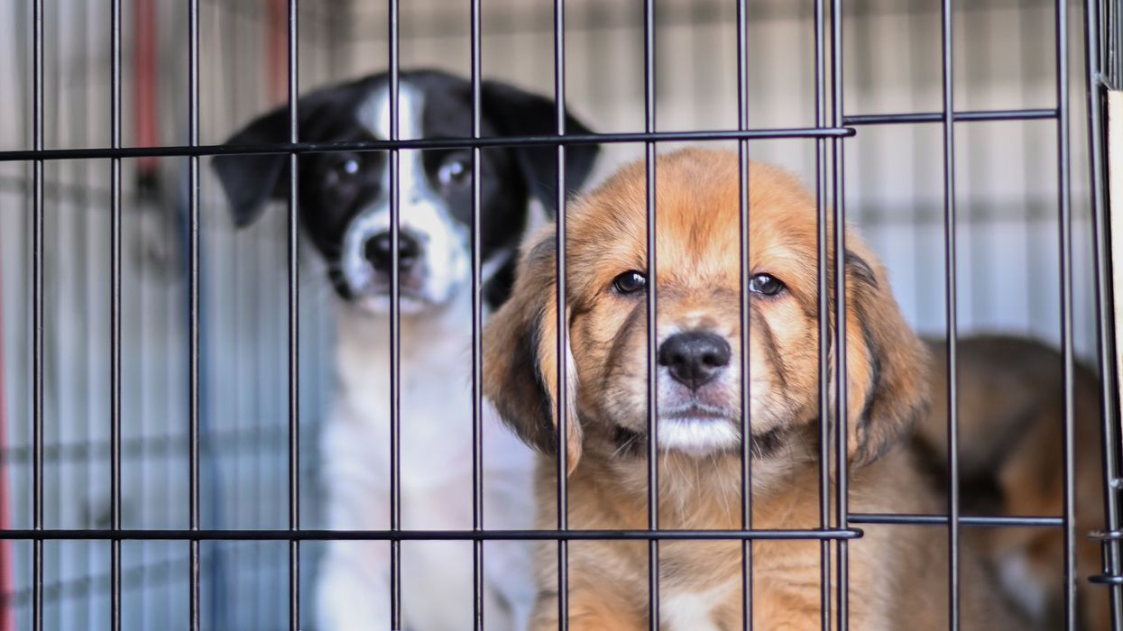After a Tough Year for Strays, Country Star Headlines September Gala Benefiting Houston's Homeless Animals