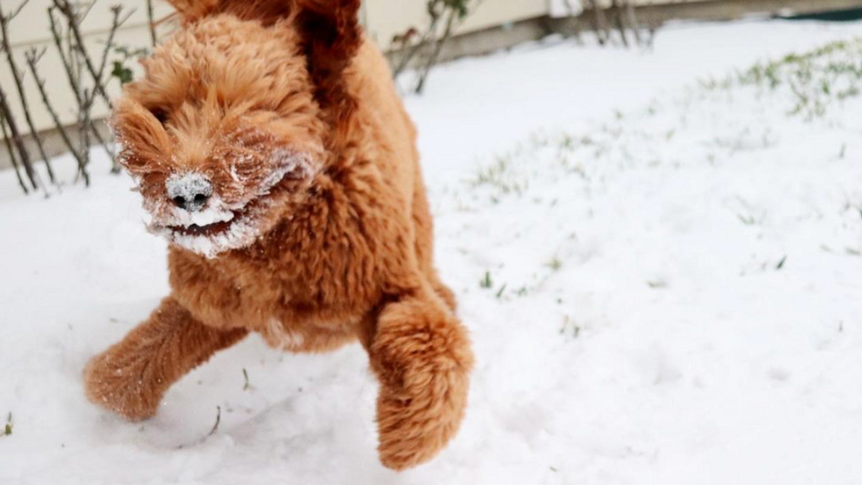 We Are Kind of Enjoying the Blizzard ... of Wild Snow-Day Pics