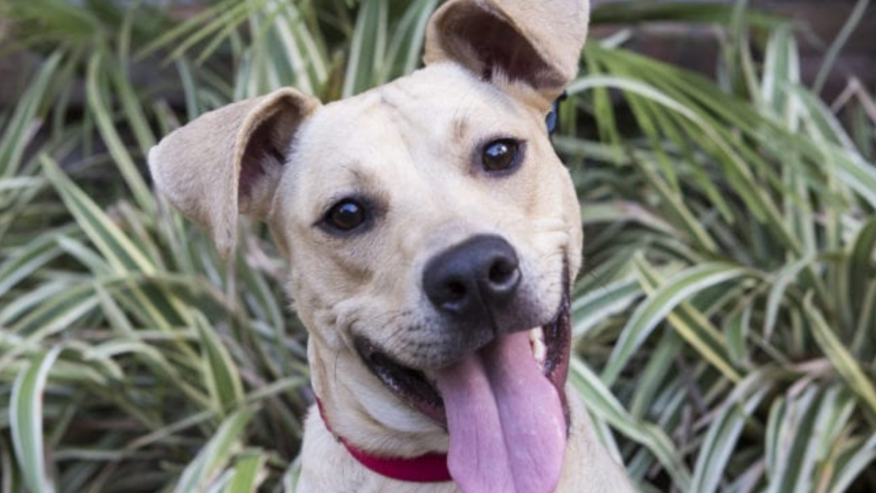 Energetic and Cuddly Lulu Is Looking for Her Forever Home. And Those Adorable Ears!