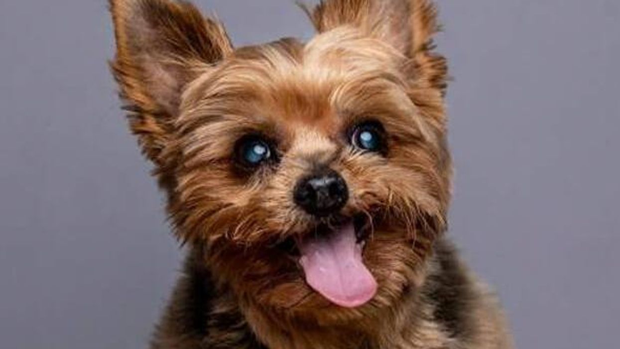 Sweet Senior Yorkshire Terrier Louie Needs a Home — and You Can Meet Him at the Pet Café!