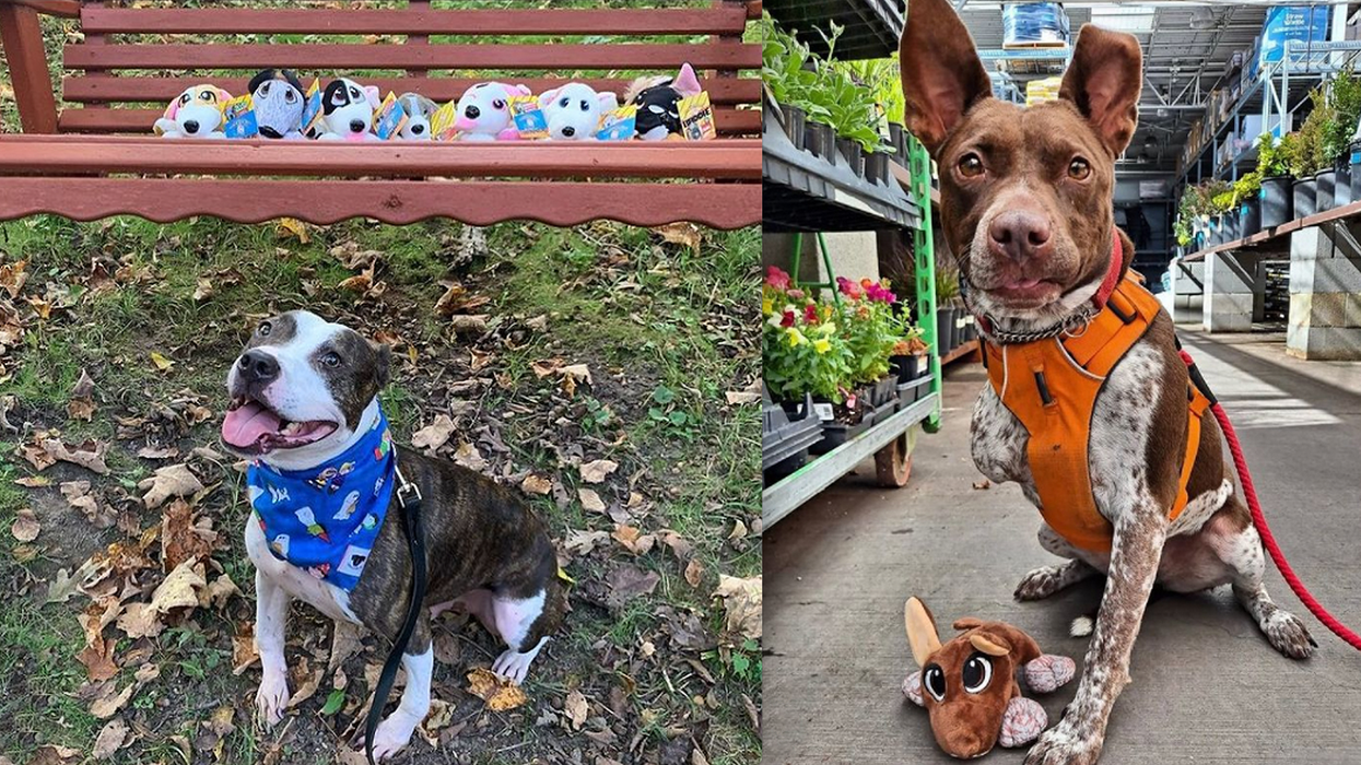 Bow Wow! Rosenberg Biz Will Make a Plush Version of Your Rescue Dog