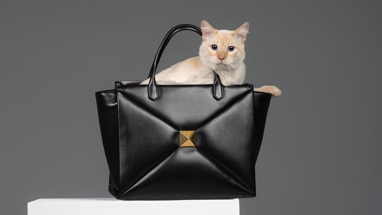 Rescue Pets in Chic Designer Accessories: Adopt Them All!