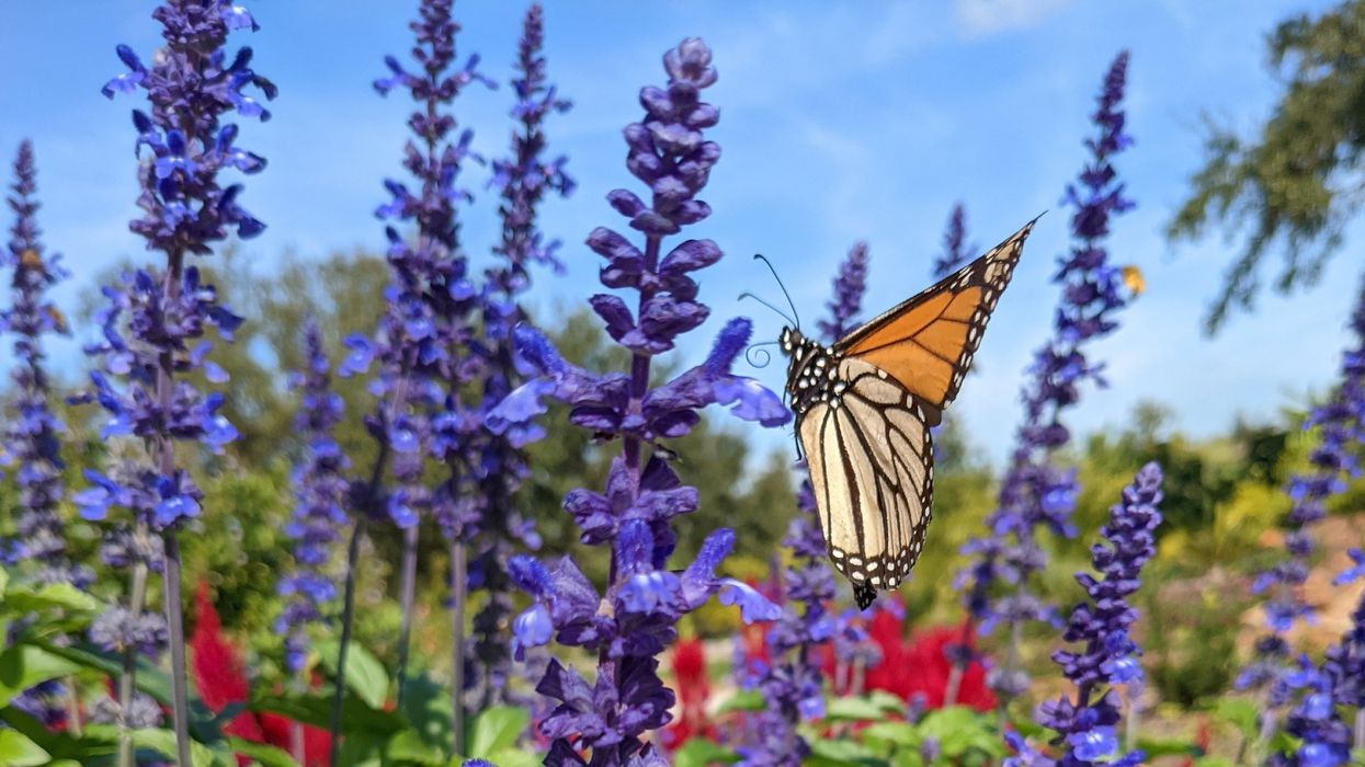 Journey of Monarch Butterflies to be Tracked at Unique Houston Botanic Gardens Event
