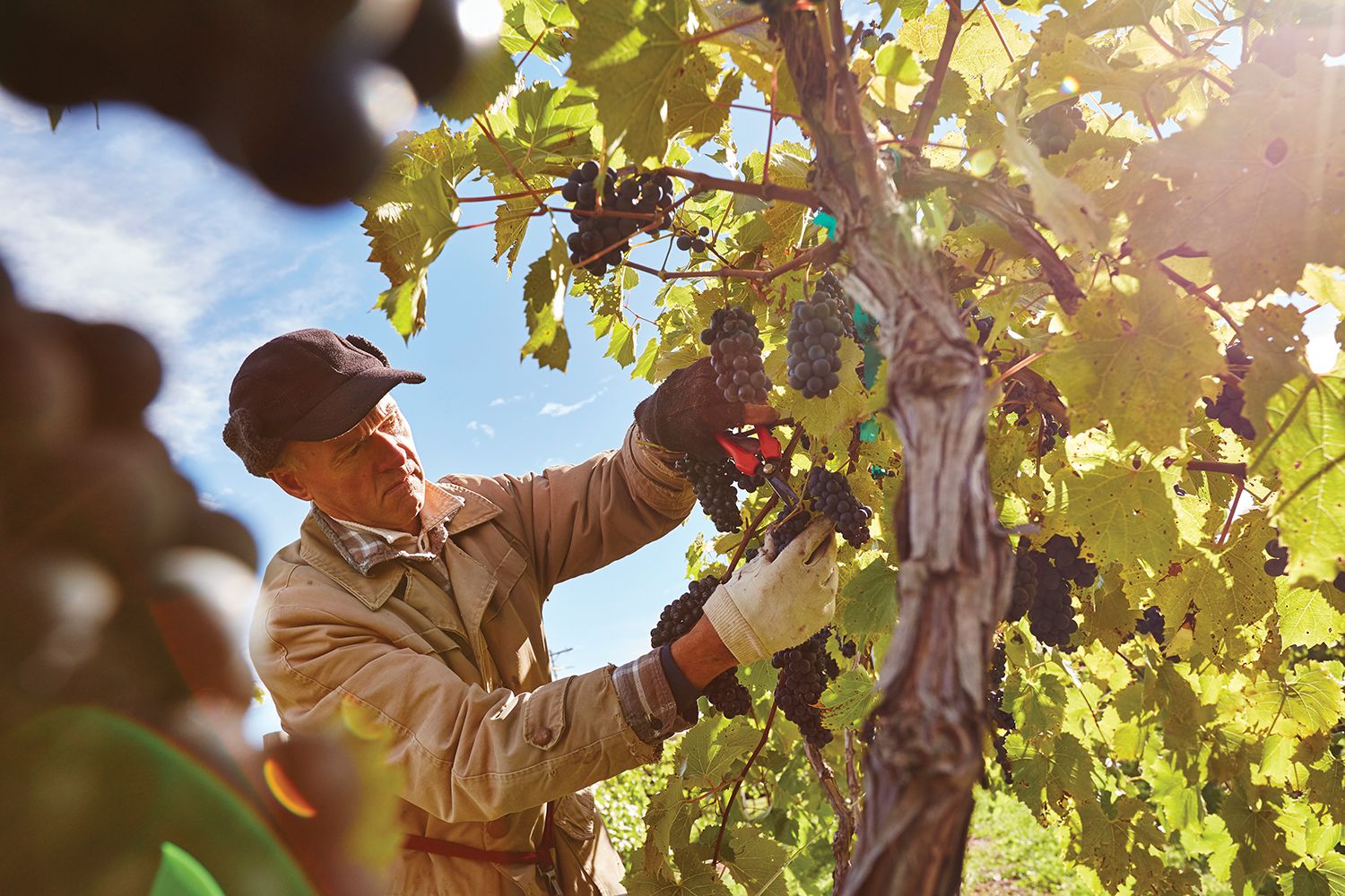 Grape Harvest at Lautenbachs-John Nienhuis-DCVB